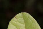 Dwarf live oak